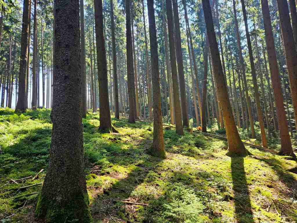 waldverkauf-augsburg_23