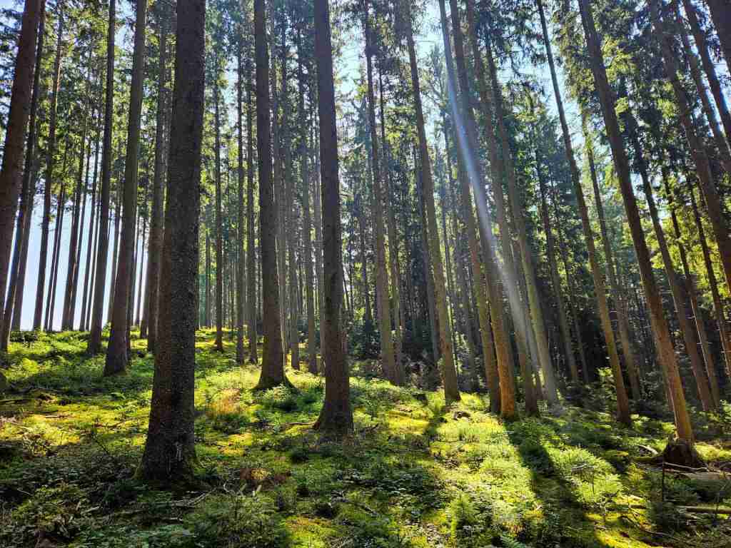 waldverkauf-augsburg_24