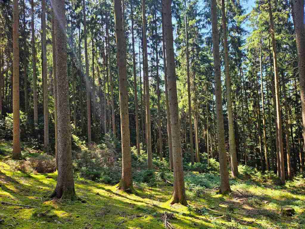 waldverkauf-augsburg_25