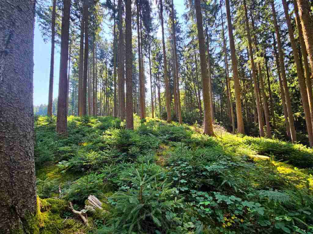 waldverkauf-augsburg_26