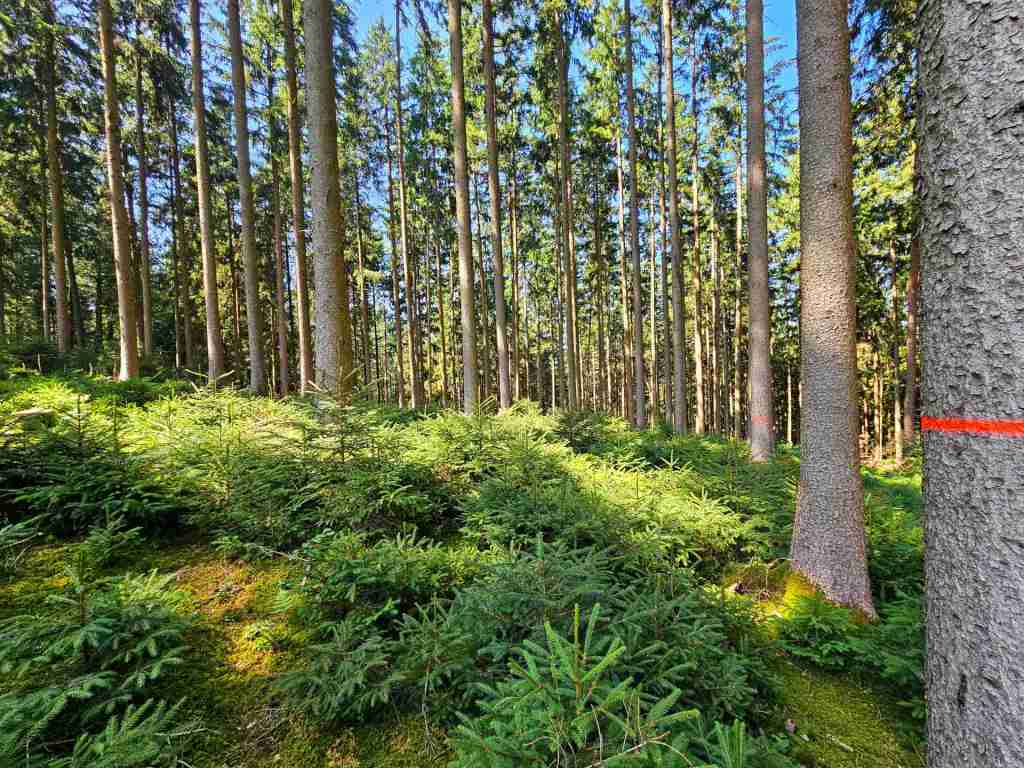 waldverkauf-augsburg_27