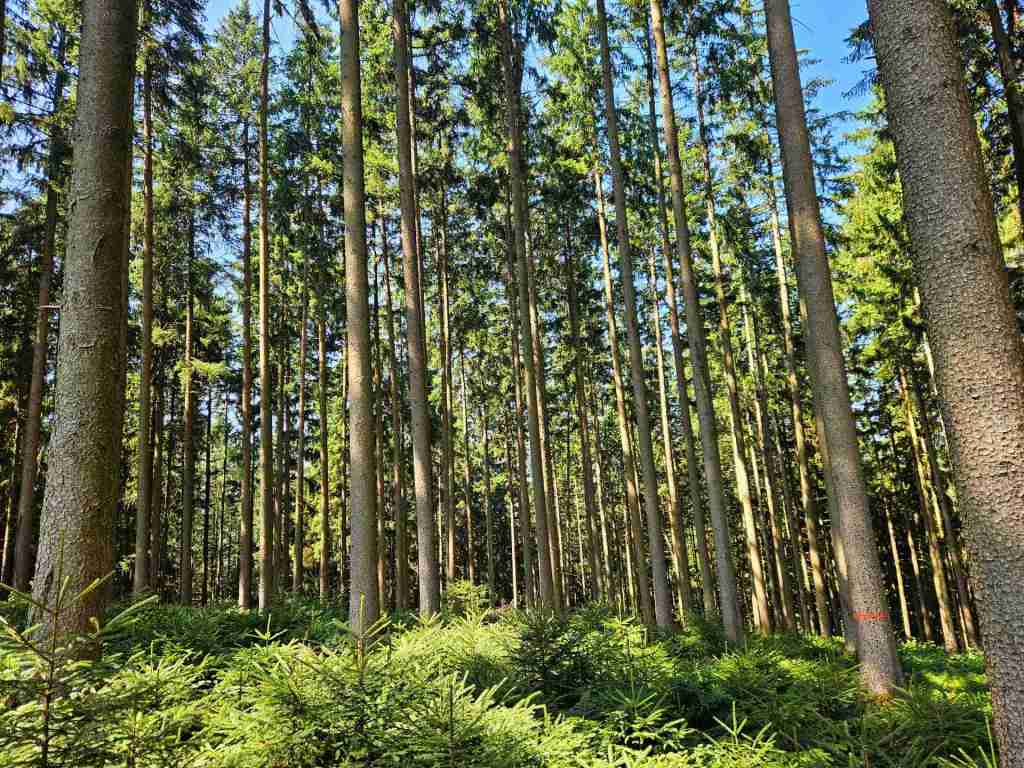 waldverkauf-augsburg_28