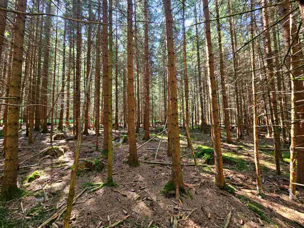 waldverkauf-augsburg_29