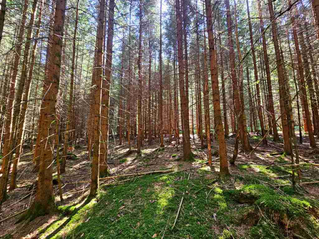 waldverkauf-augsburg_30