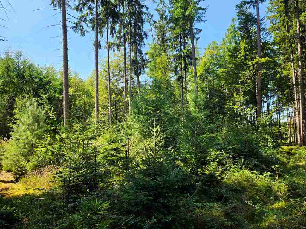 waldverkauf-augsburg_31