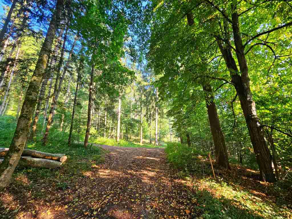 waldverkauf-krumbach