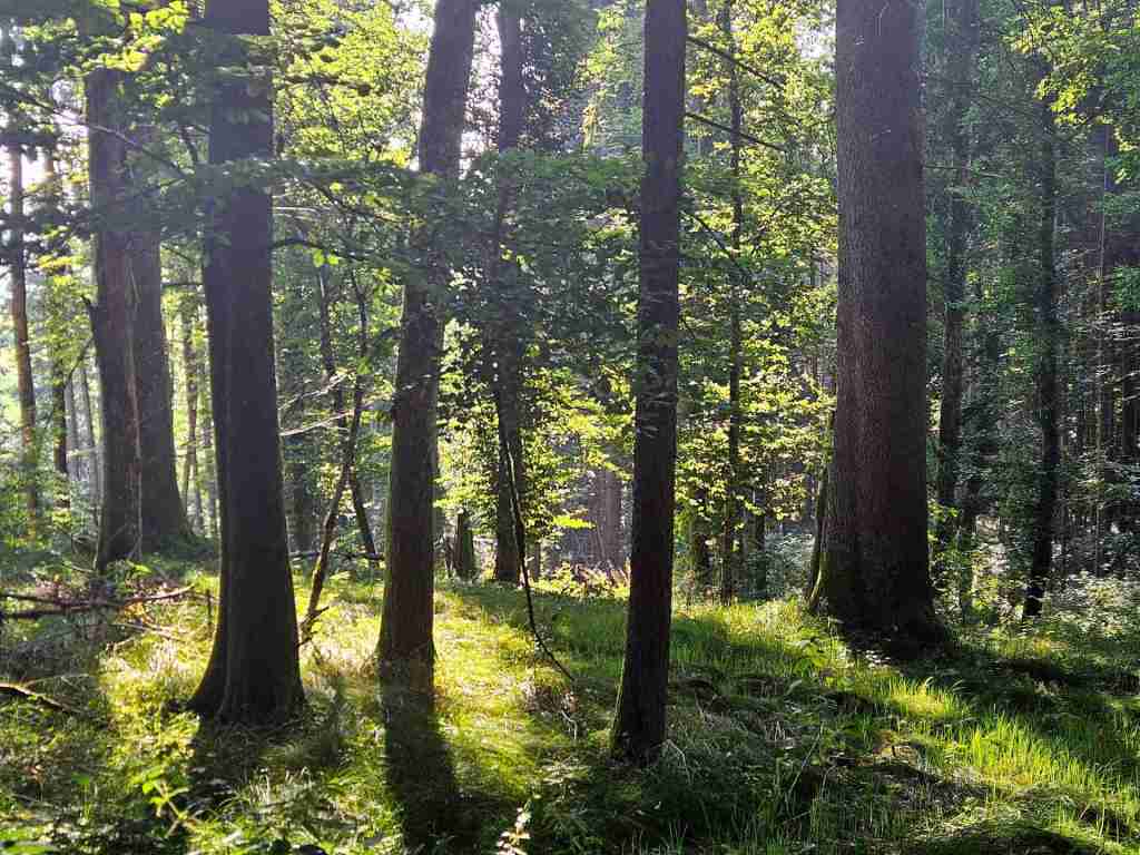 waldverkauf-krumbach_03