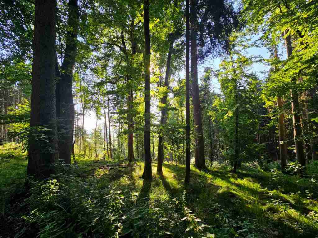 waldverkauf-krumbach_04