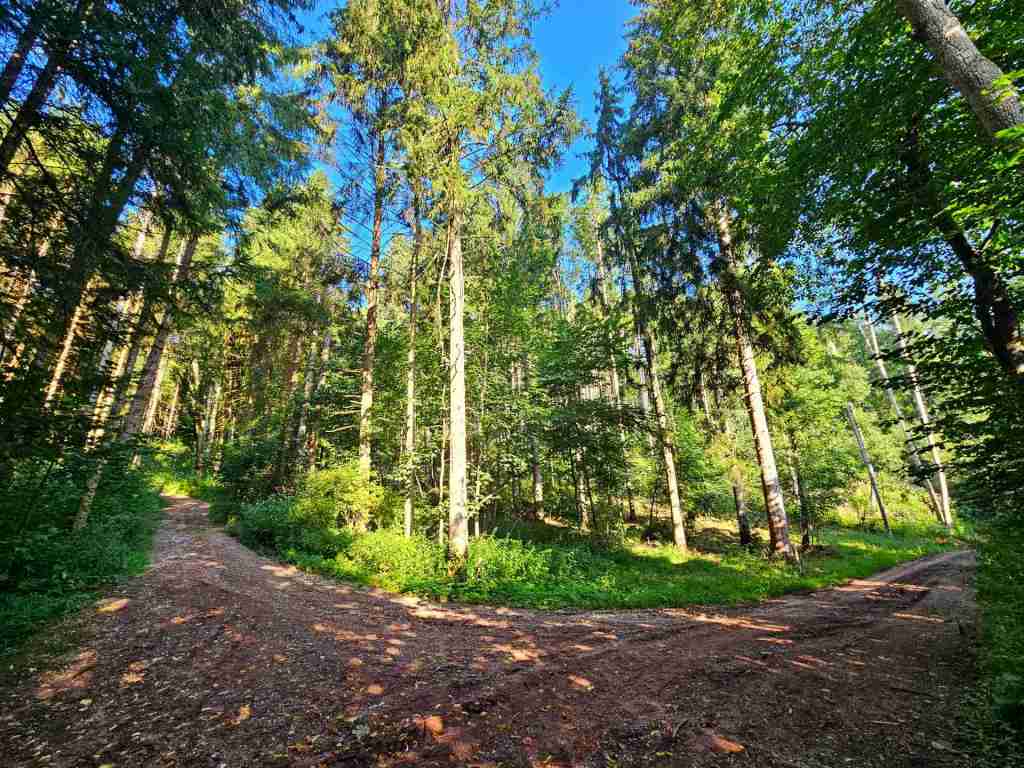 waldverkauf-krumbach_05
