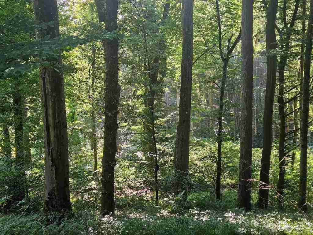 waldverkauf-krumbach_06