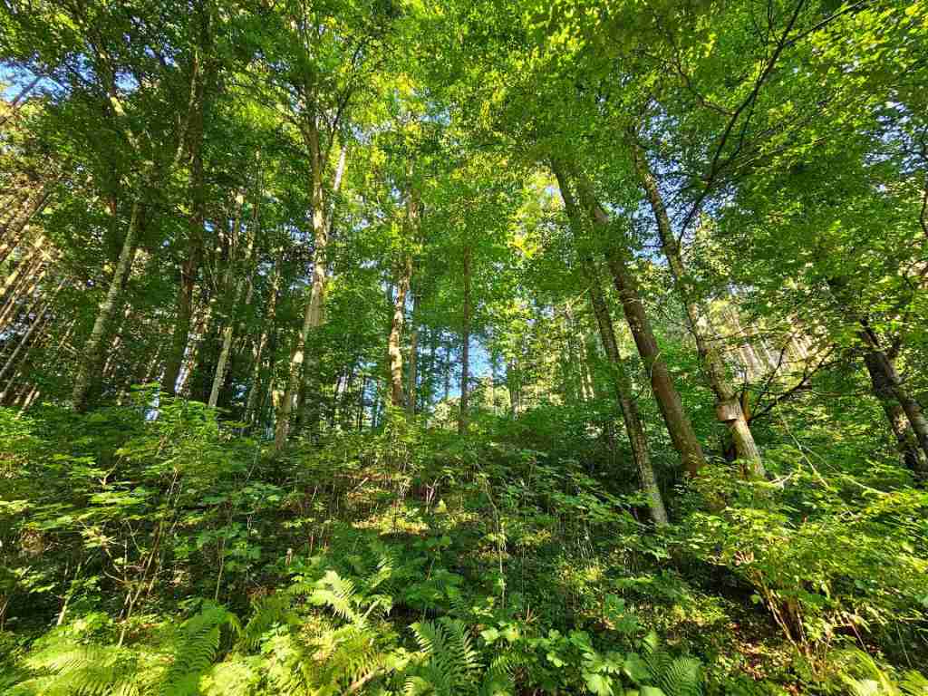 waldverkauf-krumbach_08