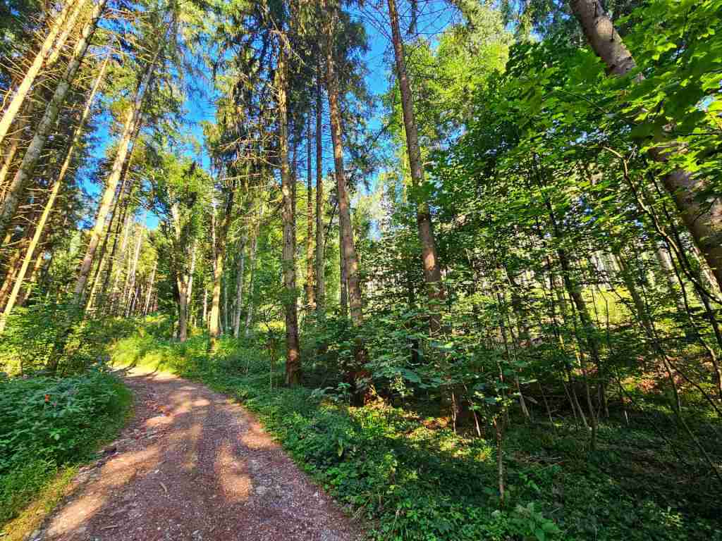 waldverkauf-krumbach_09