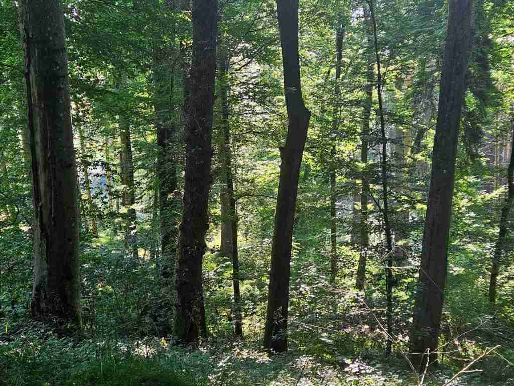 waldverkauf-krumbach_10