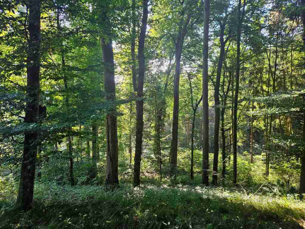 waldverkauf-krumbach_11