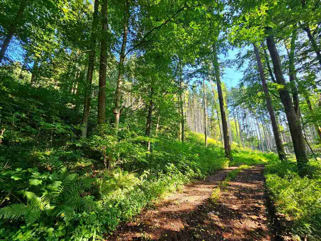 waldverkauf-krumbach_12