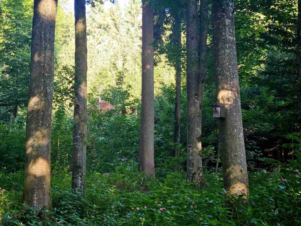 waldverkauf-krumbach_13