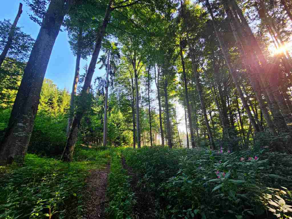 waldverkauf-krumbach_14