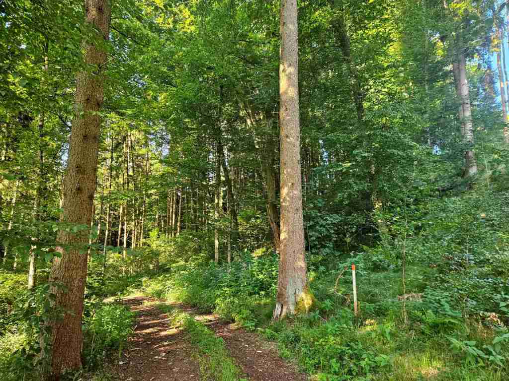 waldverkauf-krumbach_15