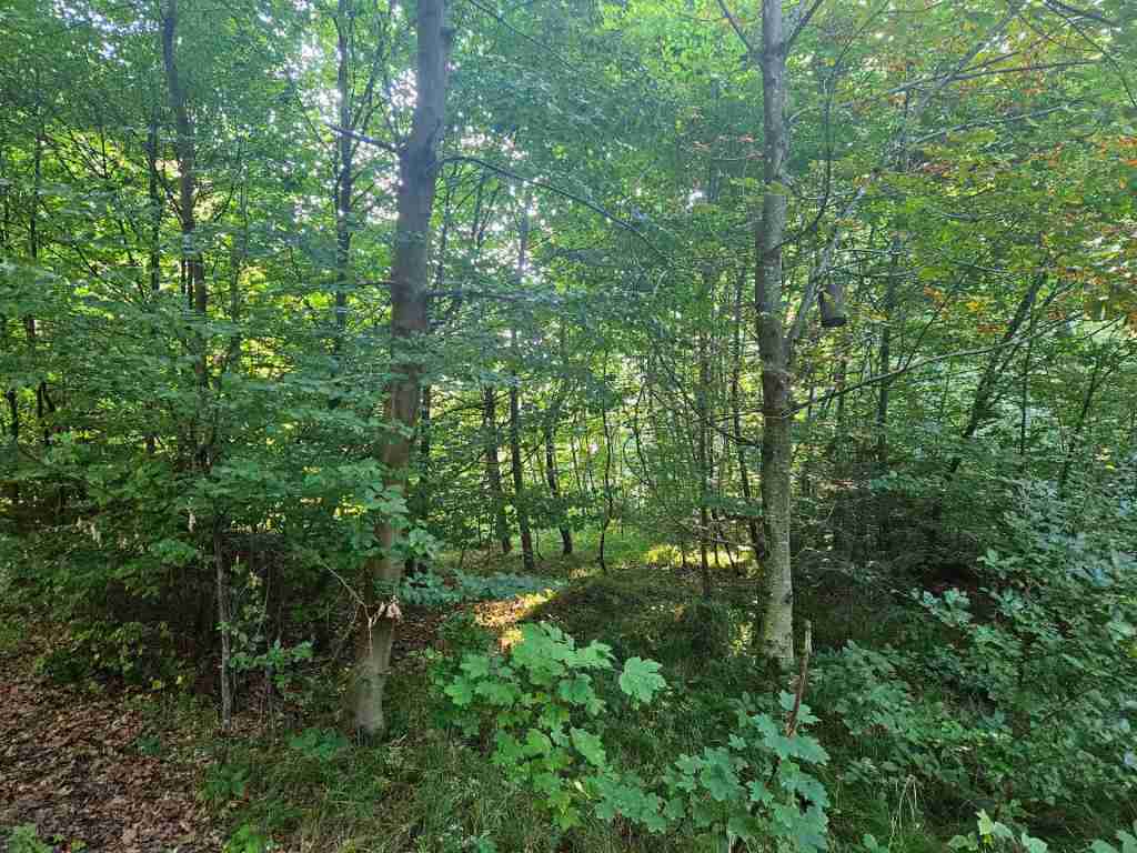 waldverkauf-krumbach_16