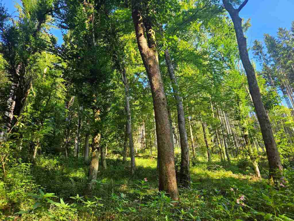 waldverkauf-krumbach_17