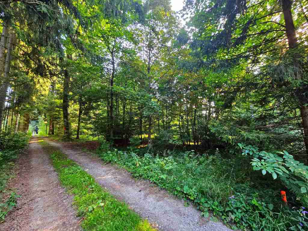 waldverkauf-krumbach_18