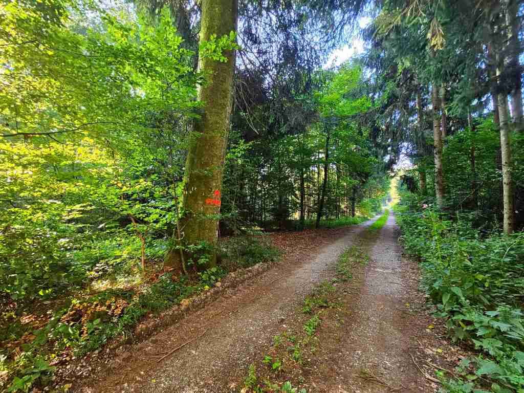 waldverkauf-krumbach_19