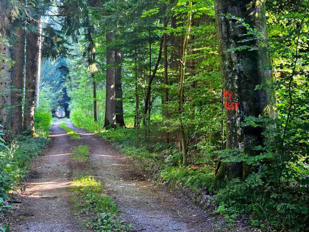 waldverkauf-krumbach_20