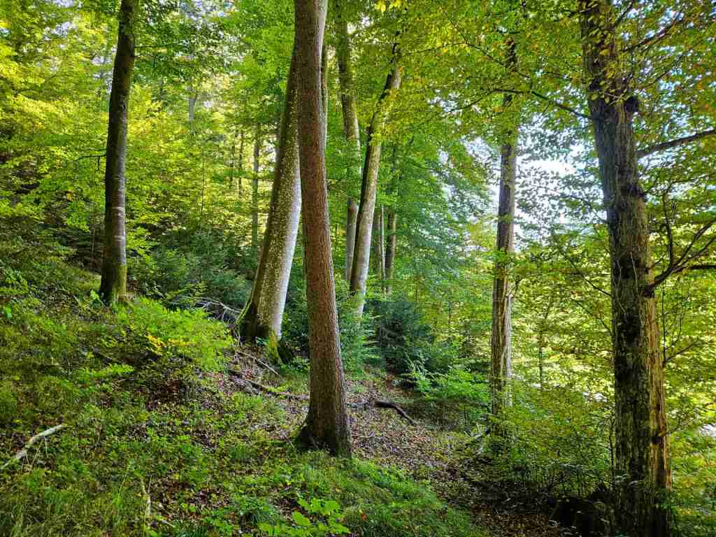waldverkauf-baierbrunn