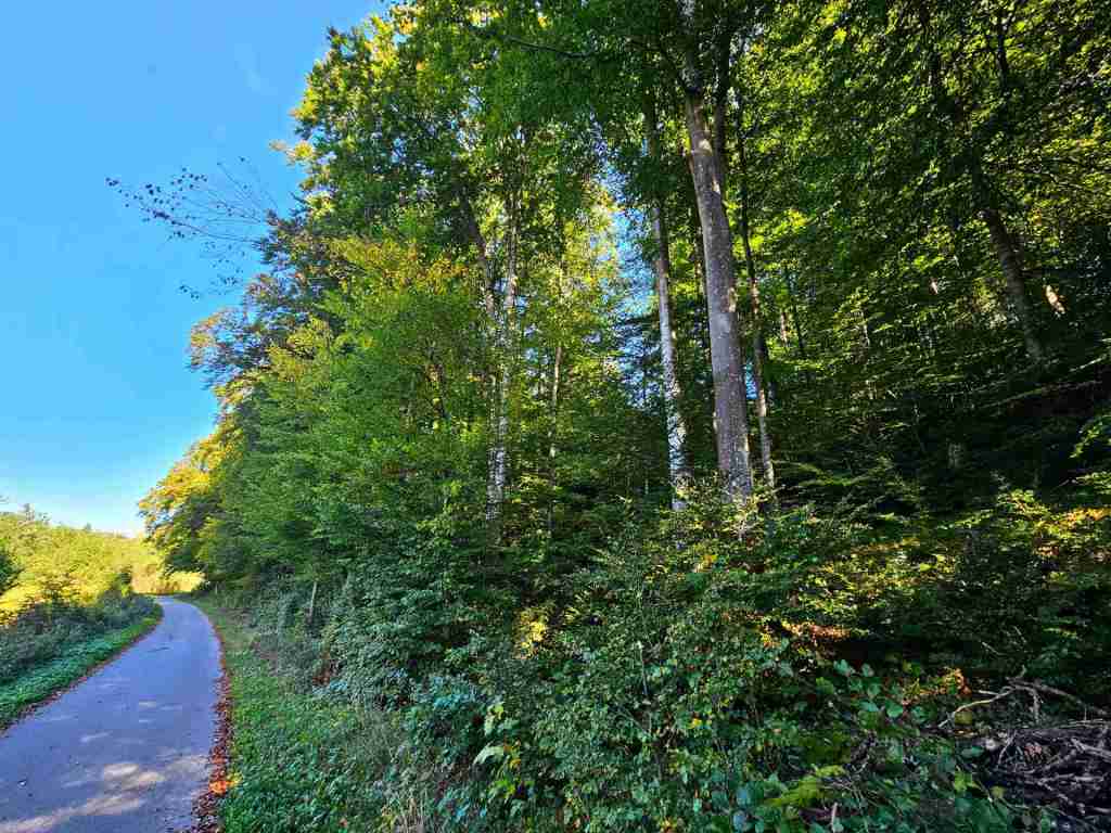 waldverkauf-baierbrunn_03