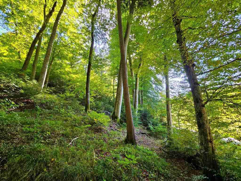 waldverkauf-baierbrunn_04
