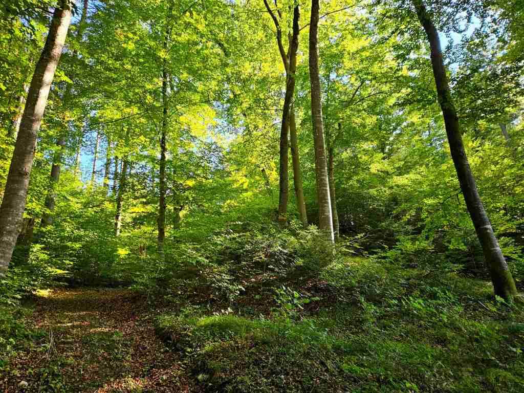 waldverkauf-baierbrunn_05