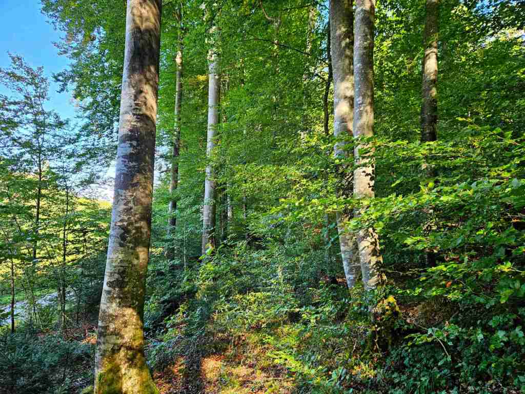 waldverkauf-baierbrunn_06