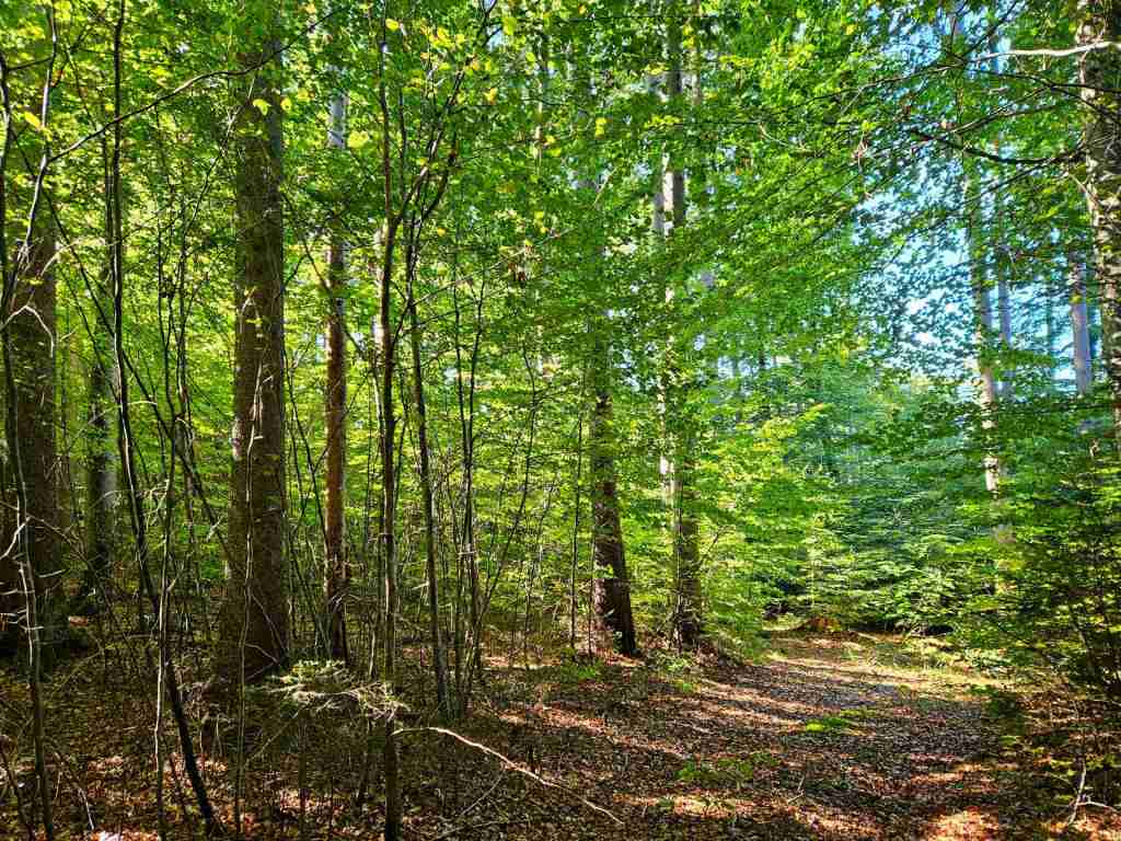 waldverkauf-baierbrunn_07