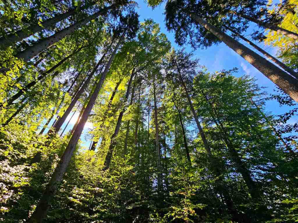 waldverkauf-baierbrunn_09