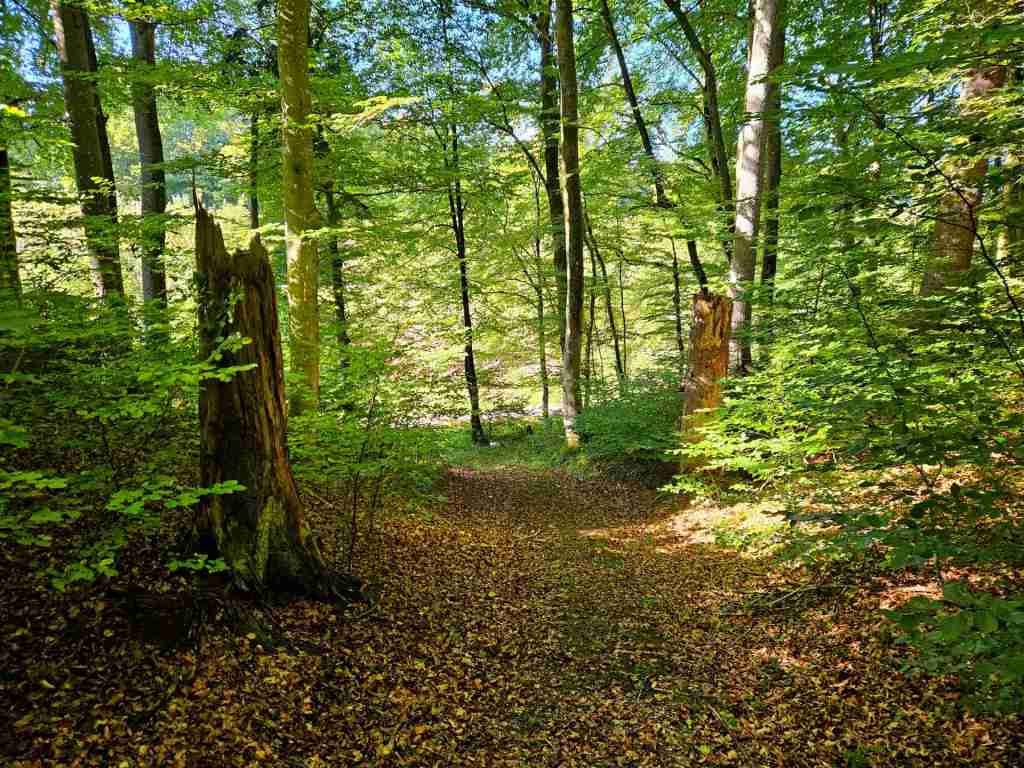 waldverkauf-baierbrunn_10
