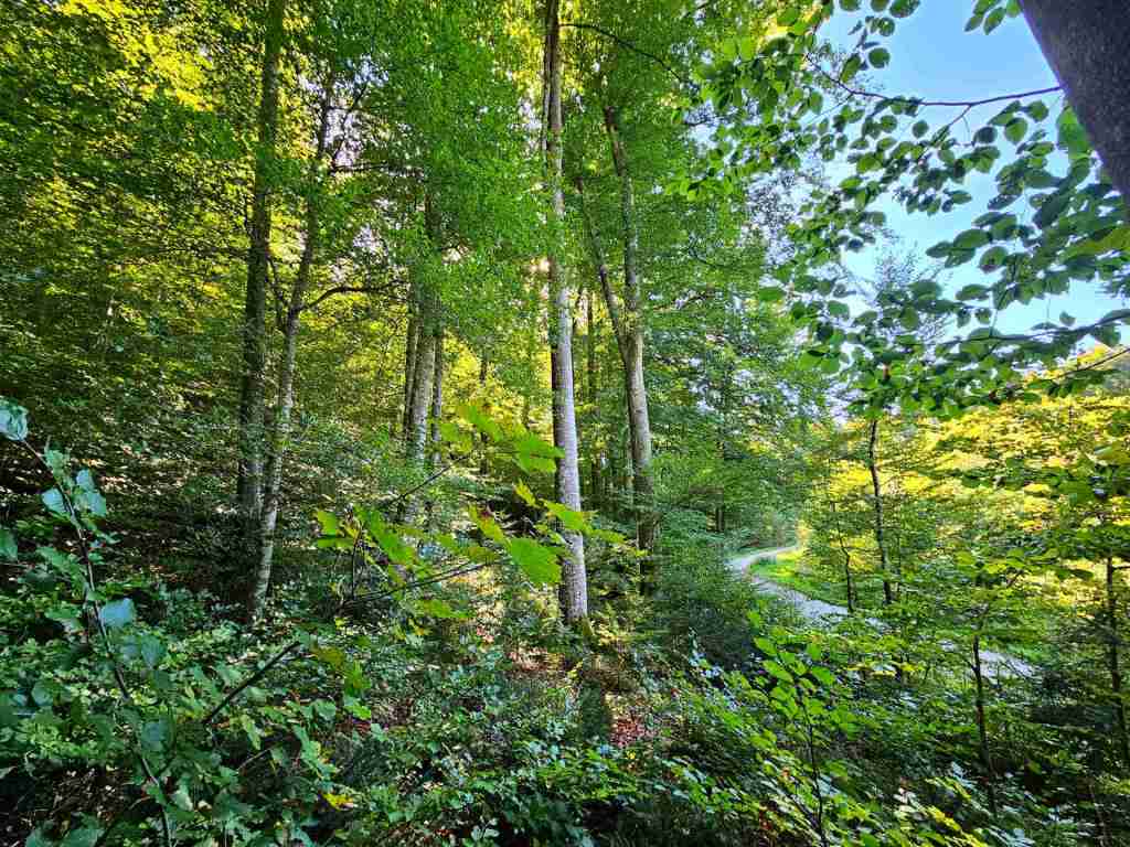 waldverkauf-baierbrunn_11