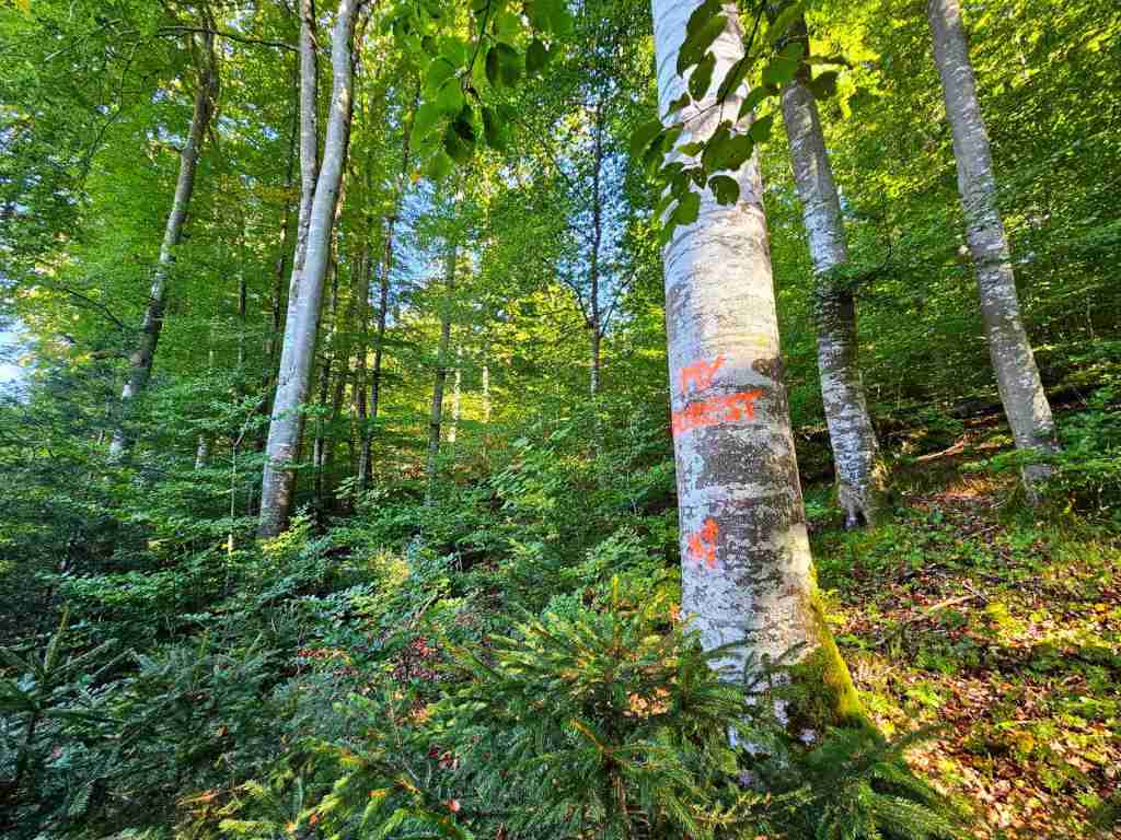 waldverkauf-baierbrunn_12