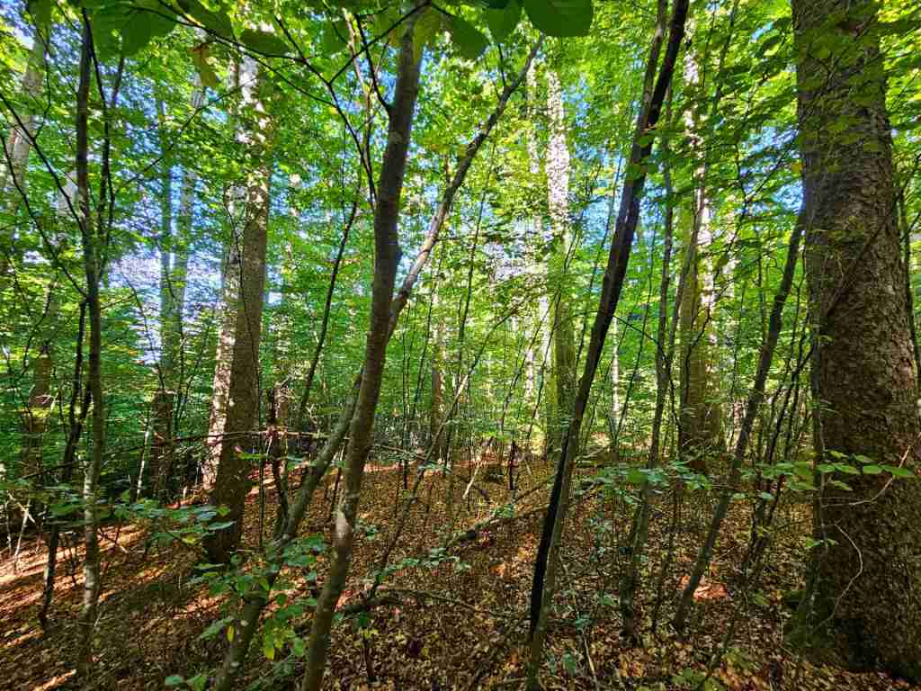 waldverkauf-baierbrunn_13