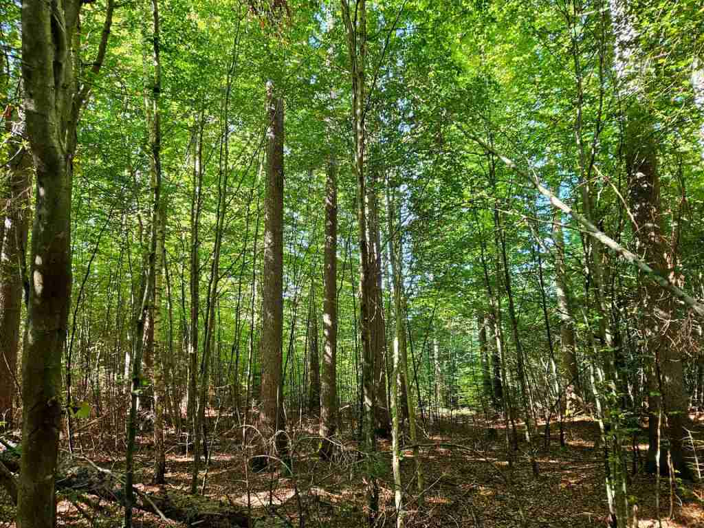 waldverkauf-baierbrunn_14