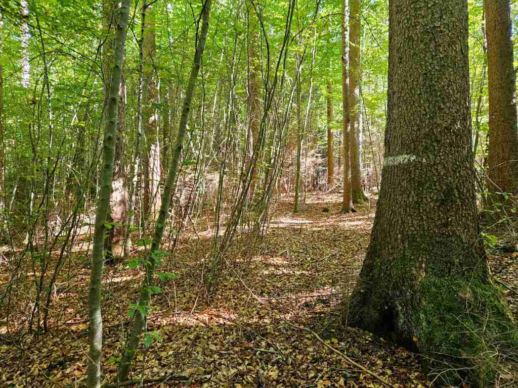 waldverkauf-baierbrunn_15