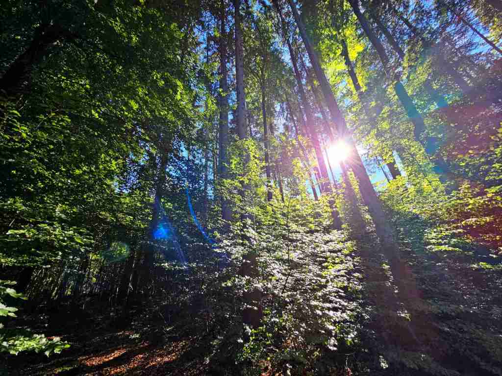 waldverkauf-baierbrunn_16