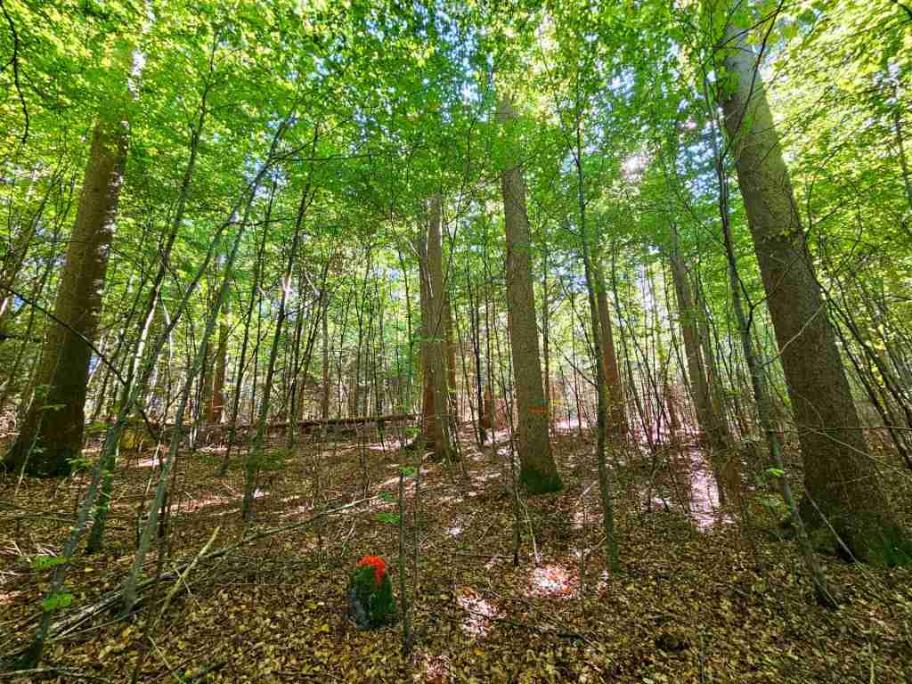 waldverkauf-baierbrunn_17