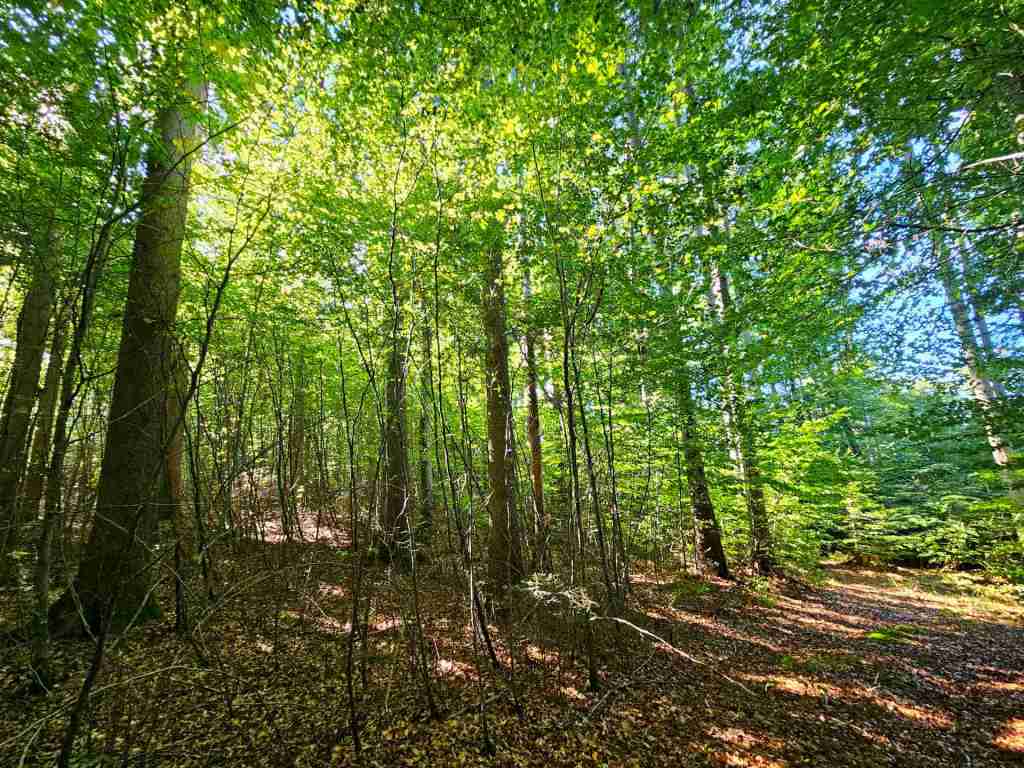 waldverkauf-baierbrunn_18