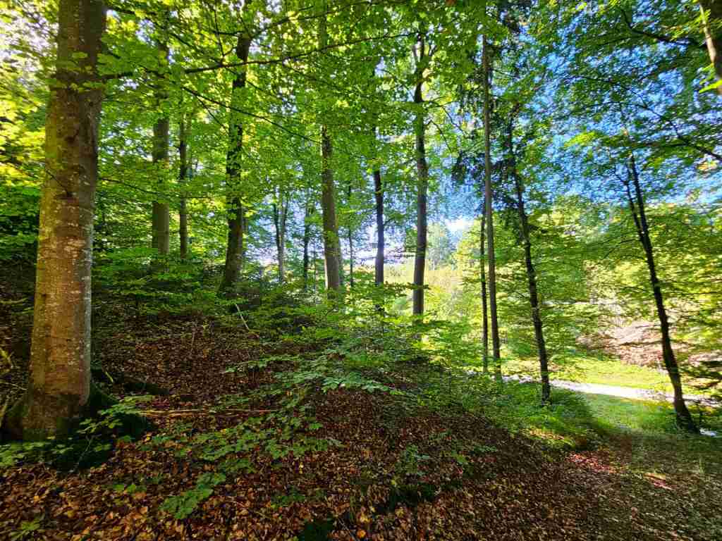 waldverkauf-baierbrunn_19