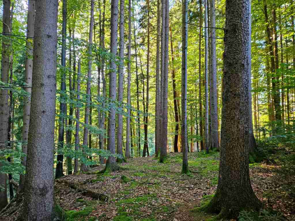 waldverkauf-miesbach_02