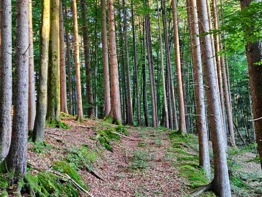 waldverkauf-miesbach_03