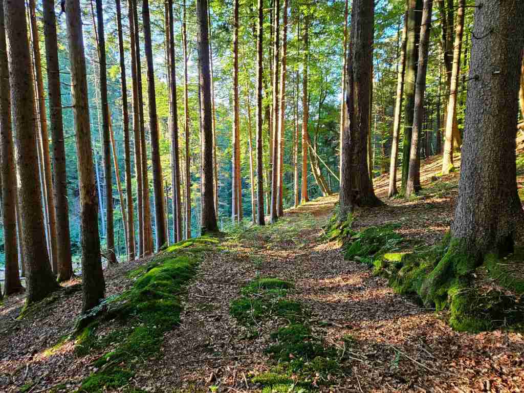 waldverkauf-miesbach_04