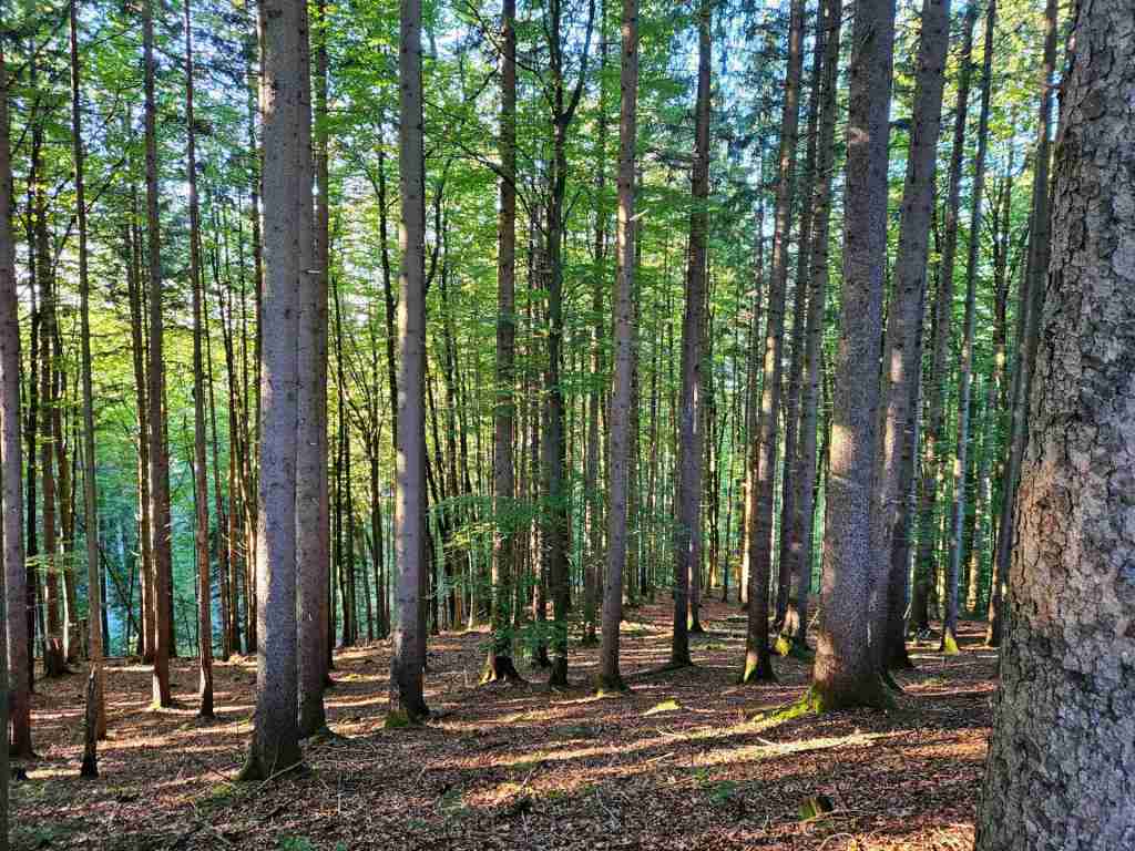 waldverkauf-miesbach_05