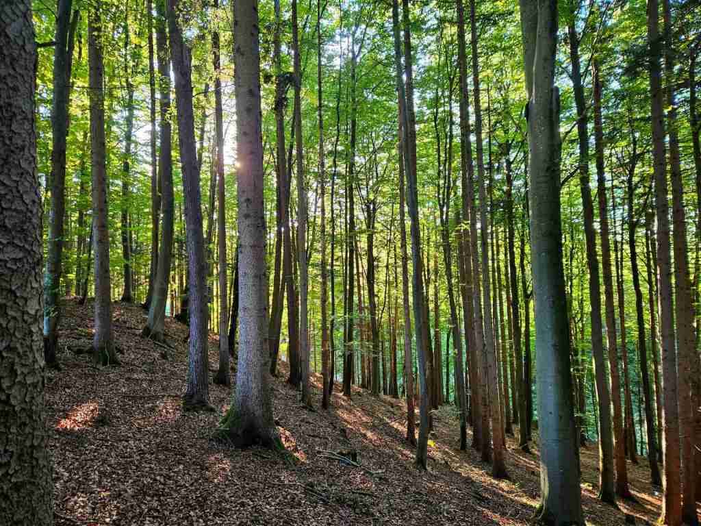 waldverkauf-miesbach_06