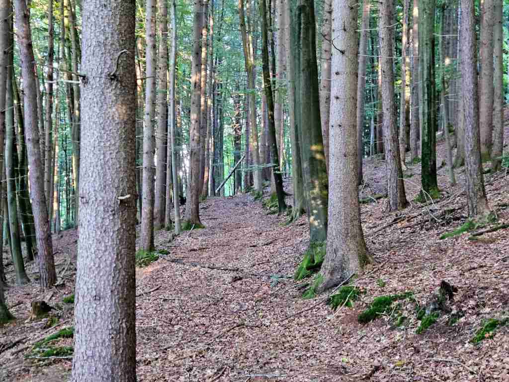 waldverkauf-miesbach_07